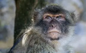 Gibraltar Rock Print of a Barbary Macaque