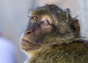 Gibraltar Rock Print: Barbary Macaque Sitting