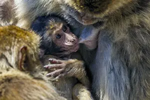 Barbary Macaque Prints: Barbary Macaque, Berberaap, Macaca sylvanus