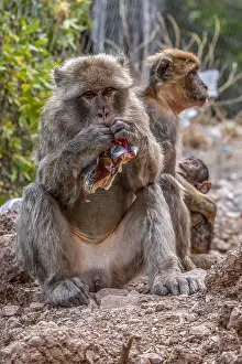 Print of a Juvenile Barbary Macaque at Pic des singes, Cap Cabron