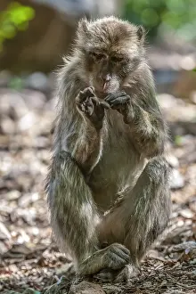 Barbary Macaque Prints: Barbary Macaque, Macaca sylvanus