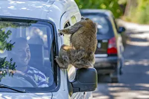 Barbary Macaque, Macaca sylvanus