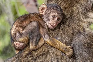 Barbary Macaque, Macaca sylvanus