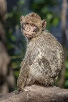 Barbary Macaque, Macaca sylvanus