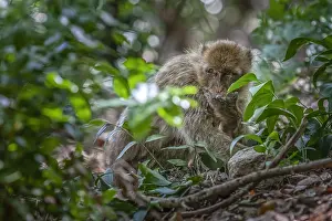Macaca Sylvanus Prints: Barbary Macaque, Macaca sylvanus
