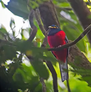 Bare-cheeked Trogon Print from Agami in Gabon
