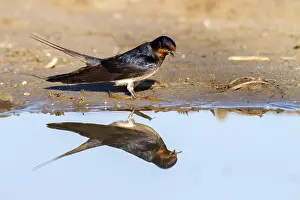Hirundo Rustica Prints: Barn Swallow