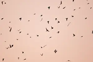 Wild Bird Photography Europe Prints: Barn Swallow, Hirundo rustica