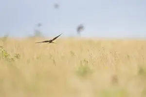 Nature Animal Images Prints: Barn Swallow, Hirundo rustica