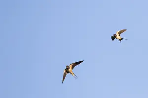 Barn Swallow In Flight Prints: Barn Swallow, Hirundo rustica