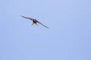 Hirundo Rustica Images Prints: Barn Swallow, Hirundo rustica