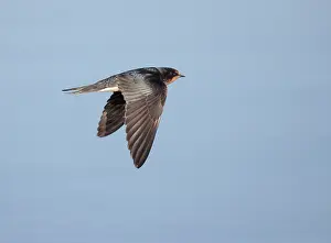 Hirundo Rustica Images Prints: Barn Swallow, Hirundo rustica