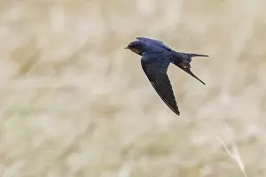 Coastal Wildlife Images Prints: Barn Swallow, Hirundo rustica