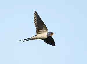 Bird In Flight Photography Prints: Barn Swallow;Hirundo rustica