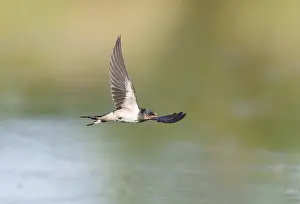 Juvenile Bird Photography Prints: Barn Swallow;Hirundo rustica