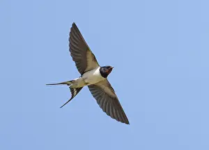 Barn Swallow Europe Prints: Barn Swallow;Hirundo rustica