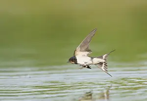 Barn Swallow In Flight Prints: Barn Swallow;Hirundo rustica