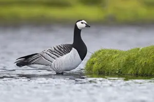 Bird Wildlife Photography Tips Prints: Barnacle Goose