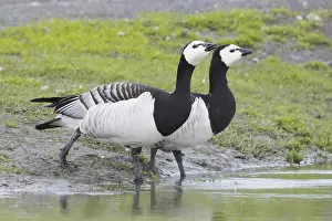 European Geese Prints: Barnacle Goose