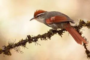 Peru Bird Species Prints: Baron's Spinetail