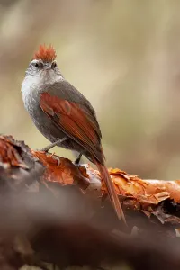 Peru Bird Species Prints: Baron's Spinetail