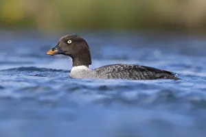 Anseriformes Bird Species Prints: Barrow's Goldeneye