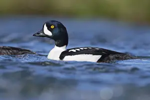 Goldeneye Bird Prints: Barrow's Goldeneye