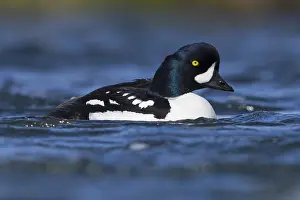Wildlife Nature Photos Prints: Barrow's Goldeneye