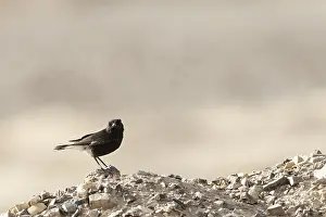 Middle East Bird Species Prints: Basalt Tapuit, Basalt Wheatear, Oenanthe lugens warriae