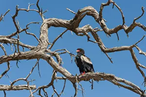 Botswana Animal Photography Prints: A bateleur eagle, Terathopius ecaudatus