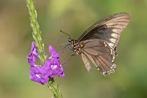 South American Butterflies Prints: Battus polydamas