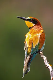 European Bee Eater Prints: Bee-eater; Merops apiaster