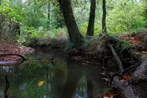 Print of Stream Beek through forest by Agami