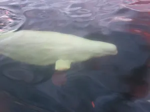 Beluga Whale Prints: Beluga