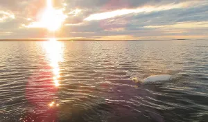 Beluga Whale Prints: Beluga