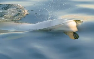 Beluga Whale Prints: Beluga