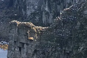 Seabird Colony Prints: Bempton Cliffs