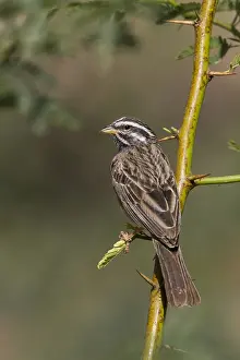 Emberizidae Family Birds Prints: Bergammer