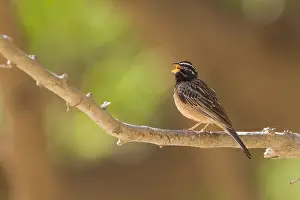 Emberizidae Family Birds Prints: Bergammer