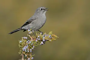 North American Songbirds Prints: Bergsolitaire, Townsend's Solitaire, Myadestes townsendi