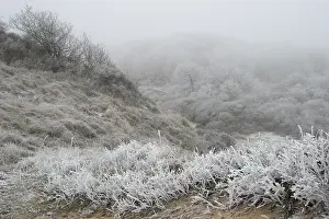 Berkheide Winters Duinlandschap Print