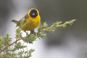 Tanzania Wildlife Images Prints: Bertram's weaver, Ploceus bertrandi