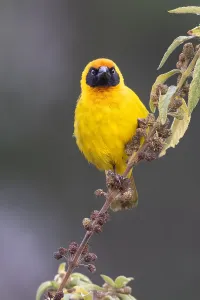 African Fauna Photography Prints: Bertram's weaver, Ploceus bertrandi
