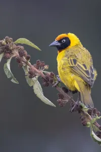 Tanzania Wildlife Photos Prints: Bertram's weaver, Ploceus bertrandi