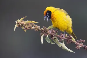 African Fauna Images Prints: Bertram's weaver, Ploceus bertrandi