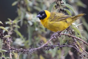 African Fauna Images Prints: Bertram's weaver, Ploceus bertrandi
