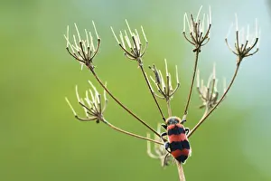 Trichodes Apiarius Prints: Bijenwolf, Trichodes apiarius