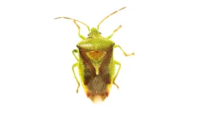 White Background Insect Photography Prints: Birch Shield Bug, Elasmostethus interstinctus