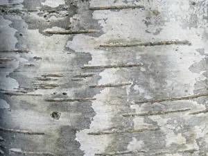 European Birch Species Prints: Detail of birch tree in the Netherlands