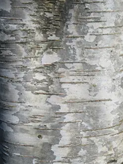 European Deciduous Tree Species Prints: Detail of birch tree in the Netherlands